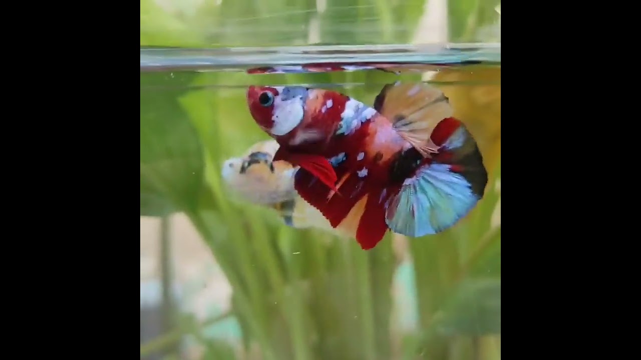 ikan cupang plakat nemo yellowbase, ikan cupang plakat nemo galaxy multicolor