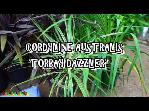 Video: Kweek Cordyline Indivisa Indoors - Indoor Mountain Cabbage Trees