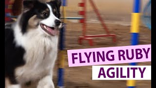 Dog Agility at Home: Flying Ruby - Australian Shepherd
