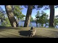 Racoon eating on sunny deck  VR180