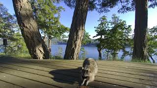 Racoon eating on sunny deck  VR180