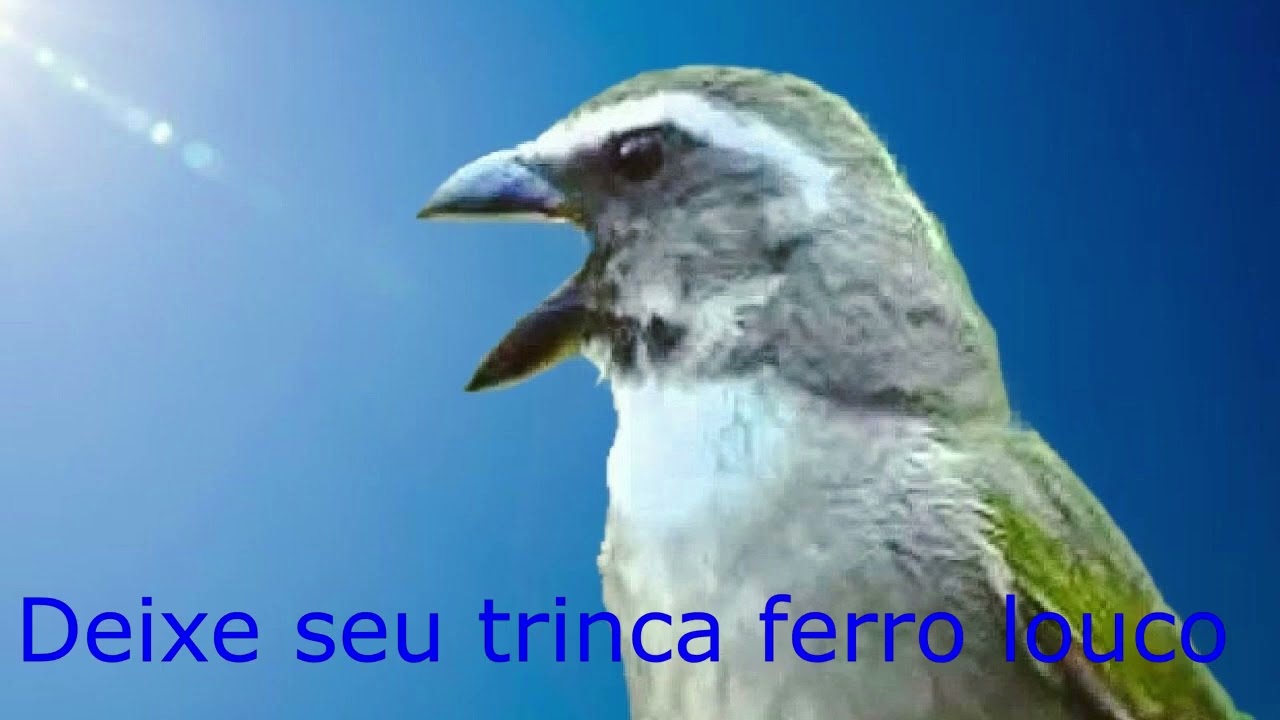 Treino para deixa seu trinca ferro fervendo
