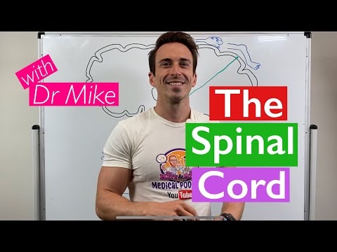 Spinal Cord - Overview