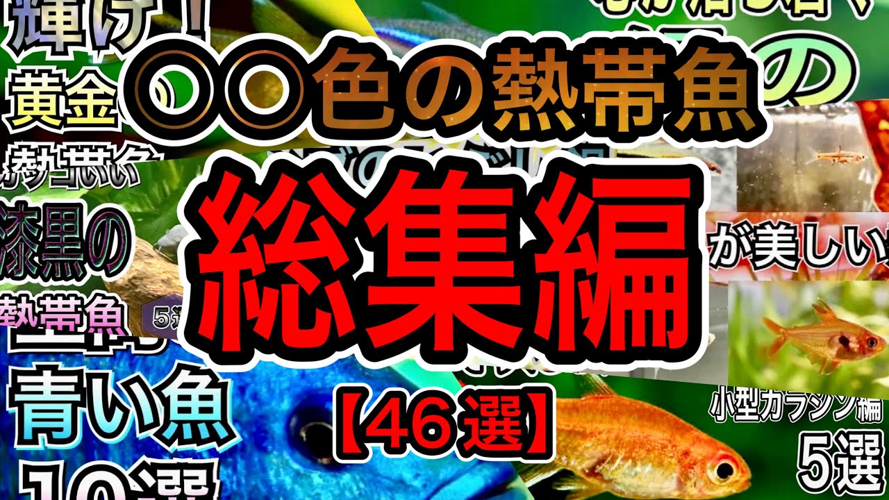 【色とりどりのお魚】美しい体色の熱帯魚　総集編【46選】