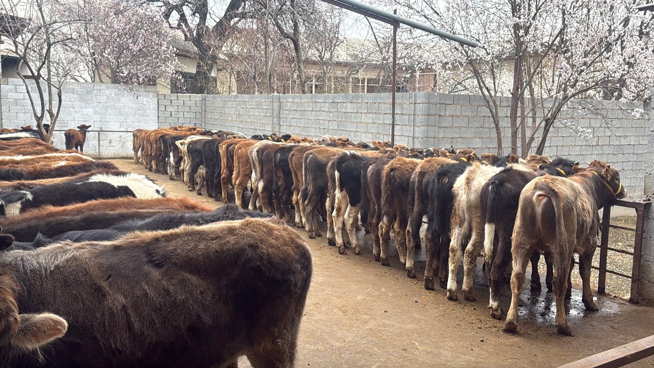 🥇SIZ IZLAGAN BUQALAR ARZON NARXLARDA ULGURIB QOLING✅