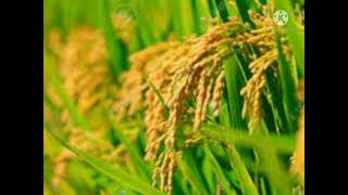 পকধনৰমজমজLlৰদৰ বৰৱৰ গতLlcover By-Deepa Phukan