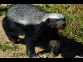 Honey Badger as a Totem: Personality Characteristics and Life-Path Challenges