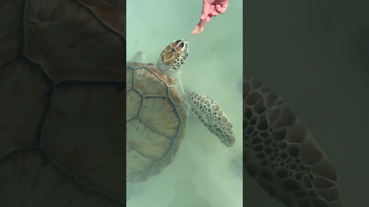 Feeding sea turtles SQUID 
