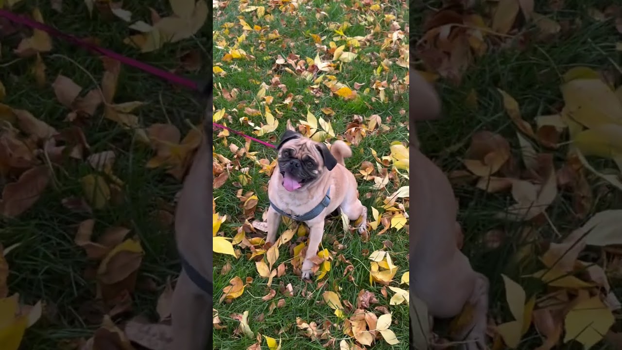 Abby the pug is ready for fall!🍁🍁🍂