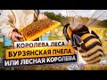 Бурзянская пчела или лесная королева | @Русское географическое общество