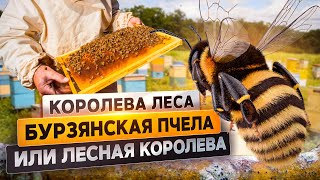 Бурзянская пчела или лесная королева | @rgo_films