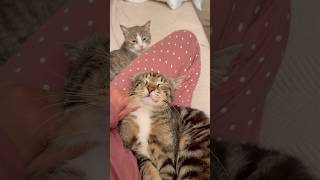 Tiger-like cat asking for pets 🐾🐯 tigercat #cutecats #catlove #catlover #gatos #gatti #kedi #fypシ