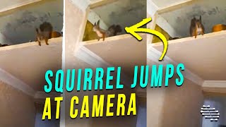 Squirrel Trying to Find the Right Angle Jumps Directly at Owner and Camera Instead