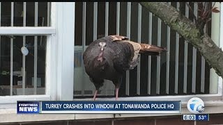 Turkey crashes into window at police station