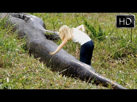 Largest Burmese python captured in Florida - National Geographic ...