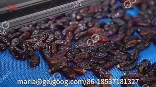 Date Palm Fruit Washing Processing Machine Line
