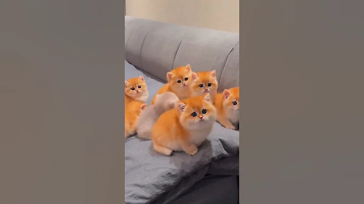 Video 9584111: cats kucing pets catlover, cats pet catlover cutecat, pets animals catlover cutecat, pets cutecat funny kucing