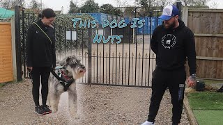 This Dog Is Nuts (Mini Schnauzer) by Southend Dog Training No views 10 minutes, 26 seconds