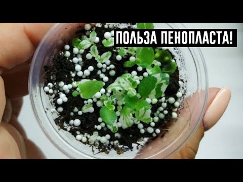 Видео: Являются ли цветы из пенопласта инвазивными?