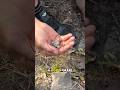 These Giant Ticks Were Hiding In This Kangaroos Fur #wildliferescue #animals