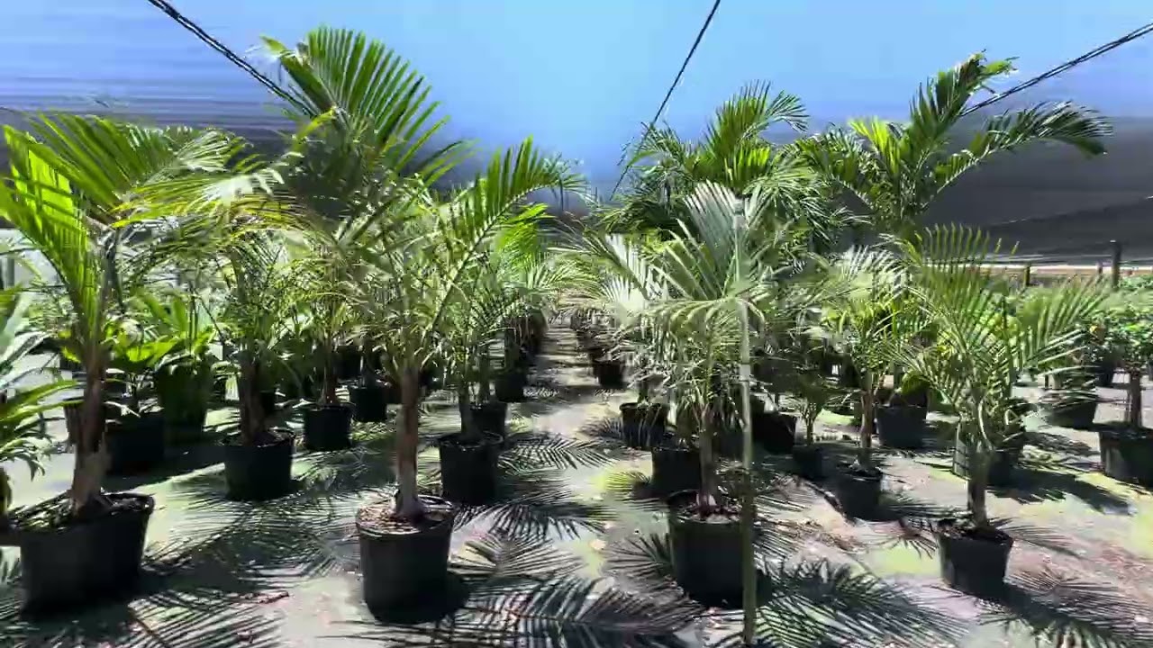 Dahing Plants Next Day Delivery