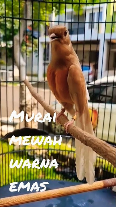 MURAI WARNA LANGKA WARNA EMAS #muraibatu #muraigacor #muraijuara