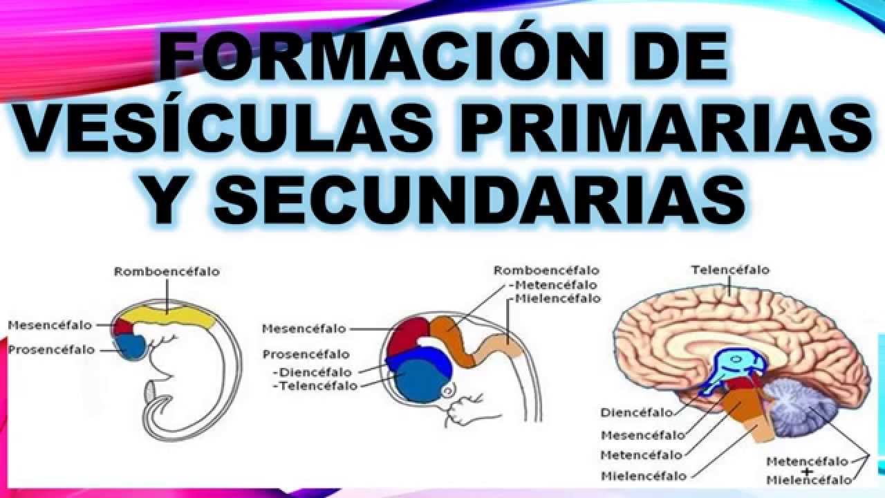 Formación de vesículas YouTube