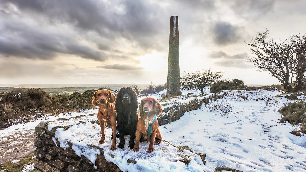 Woody's First Beginners Agility Group Class, Cally's First Running Dog Walk & an Unexpected Snow Day