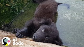 Hombre encuentra cachorrita inmóvil en el río | El Dodo