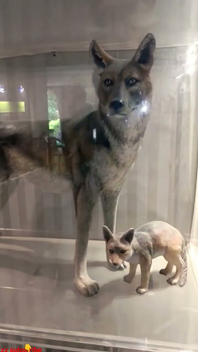 Download lagu #siyar #animals #viralvideo 🙏😭#tiktok #shorts #share