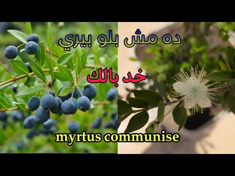 ليه لازم ازرع نبتة الياس او  