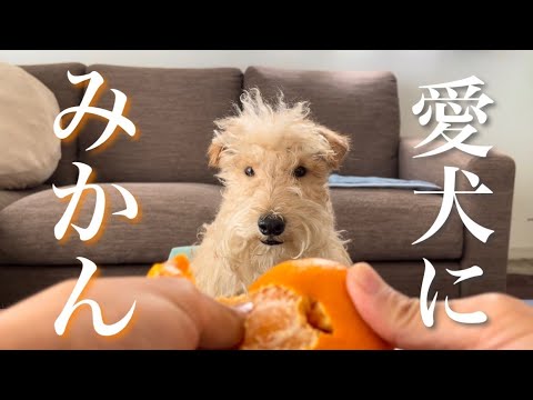 愛犬の大好きなミカンを隠してみた。見つける事が出来るかな？Terrier(レイクランドテリア)