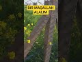 BIR MAŞALLAH ALALIM
