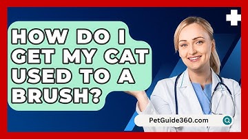 How Do I Get My Cat Used To A Brush? - PetGuide360.com
