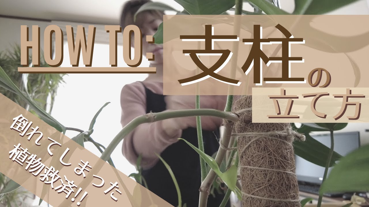 倒れた植物コレで救済 支柱の立て方 Youtube