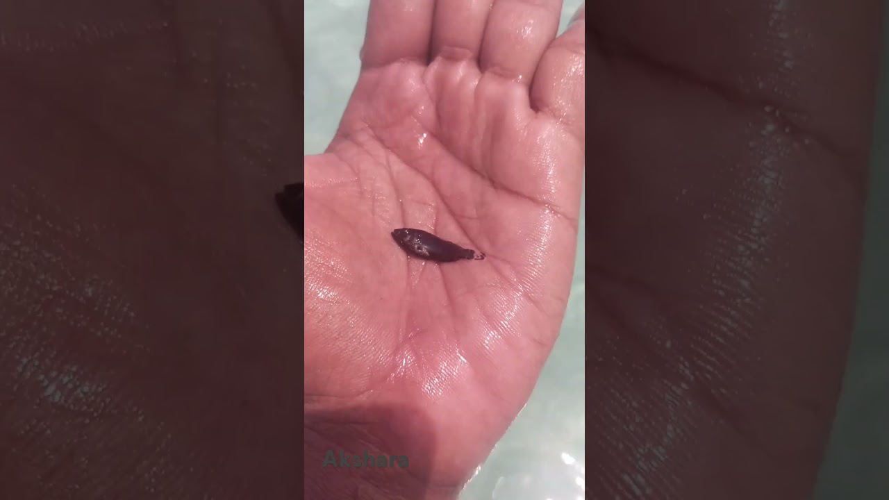 Poeciliid fish live 
