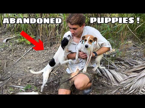 Video: Adopterbar hund av uken - Marie