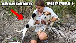 ABANDONED PUPPIES FOUND DUMPED ON MY FARM ! WHO DID THIS ?!