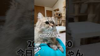 2026/03/30今日のかしちゃん #猫 #ペルシャ #カシス #cat #猫のいる暮らし