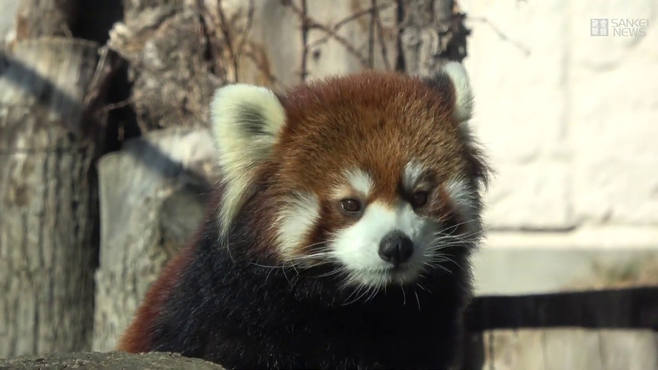 かんさいアニマルズ 天王寺動物園のシセンレッサーパンダ Youtube