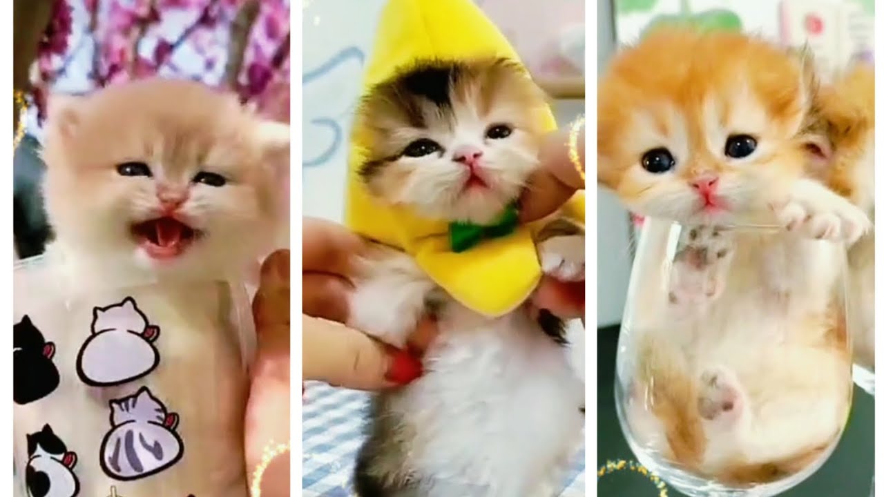 Cute little baby kittens funny moments, heart melting moments 😼😻❤💖 || 