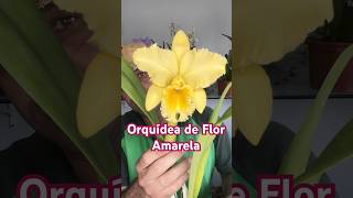 Orquídea de flor amarela! Blc Delta King #flores #orquideas