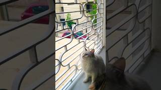 Nami sings opera in the window?❤??. musica op art maroc gaming fortnite funnyvideo russia