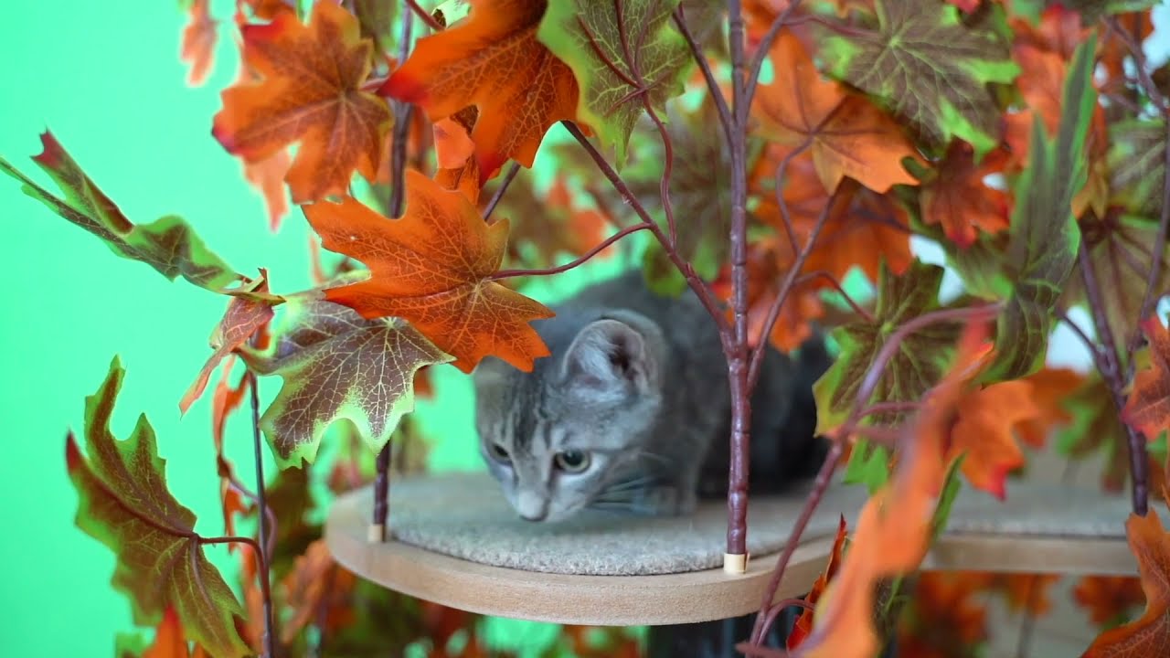 ON2PETS/オンツーペッツのペット用品通販ならALLFORWAN'sLIFE