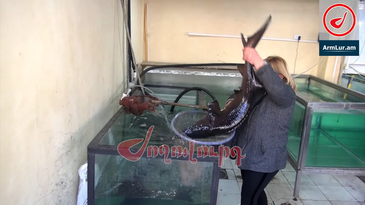 «1300-5000 դրամ, կարմրախայտ, իշխան, լոքո». ի՞նչ գներ են Գումի շուկայում