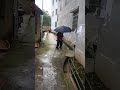 Trung Quốc đem chó làm sính lễ #shorts