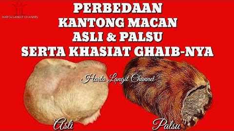 Mitos Khasiat Ghaib Kantong Macan