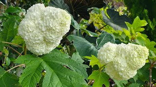 Gatsby Moon Oakleaf Hydrangea | Unique, HUGE flower ball | Very healthy, heat tolerance Hydrangea 