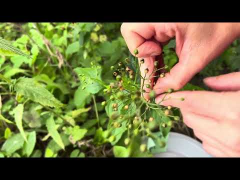 Video: Hvad er figwort-urteplanter - lær om anvendelser af figwortplanter i haven