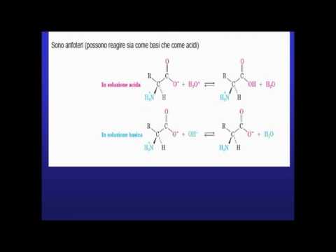 Video: Al punto isoelettrico l'amminoacido ha?